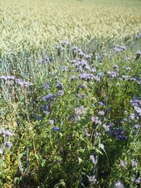 Wildblumen im Getreidefeld zur F&ouml;rderung der Biodiversit&auml;t